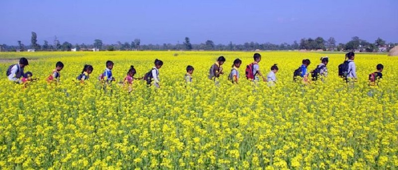 मौसम अनुकूलका कारण तोरी उत्पादनमा वृद्धि